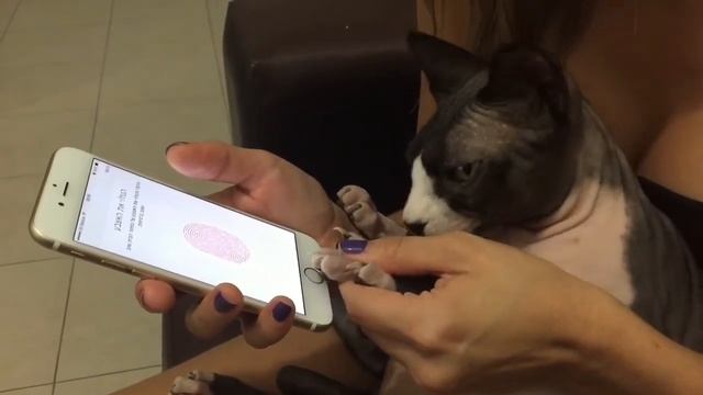 Cat touch ID iPhone 6 unlock פתיחת אייפון 6 ע"י טביעת אצבע של חתול смотреть онлайн