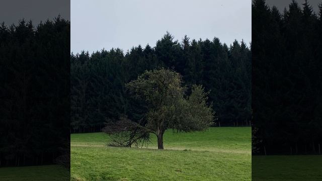Apple Tree (Aurora) (Acoustic) смотреть онлайн