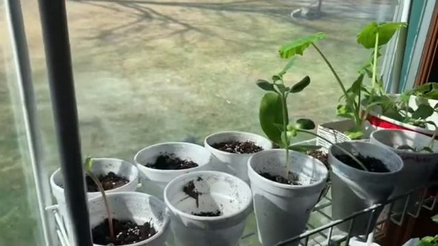 Window Garden Update