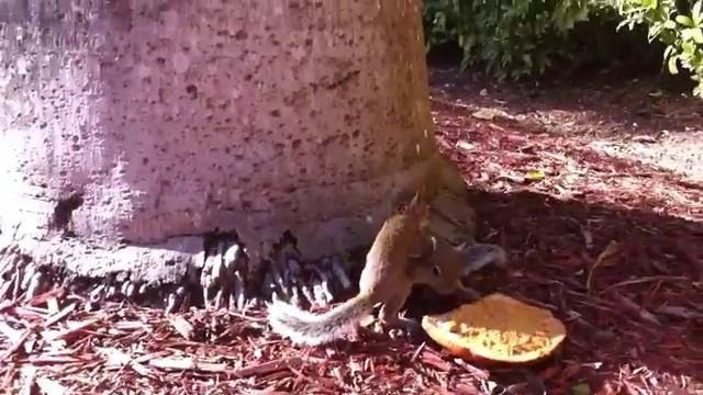 Baby squirrels outside the front door #1 смотреть онлайн