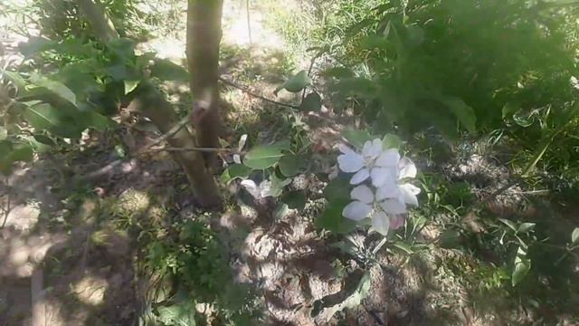 The flowers of the apple tree смотреть онлайн