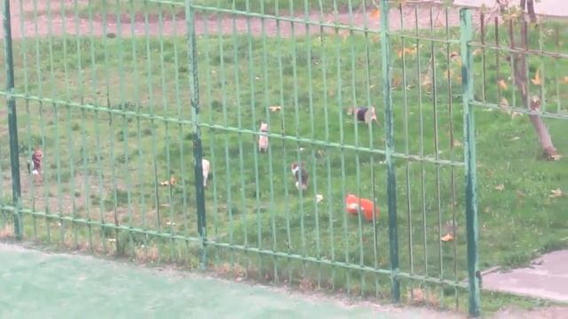 Собака друг человека. смотреть онлайн