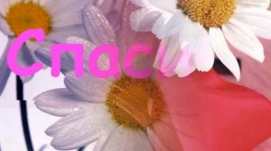 Спасибо школе  PRO100