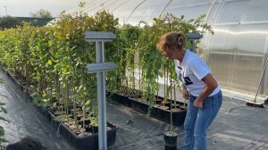 Пластиковые поддоны для ивы и других растений. Русская ива.