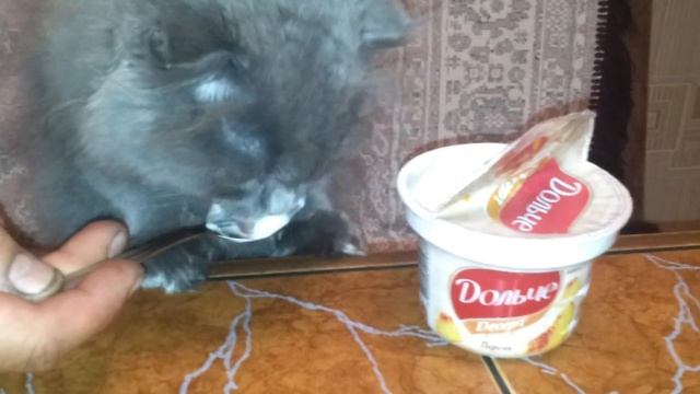 кот гурман клас.mp4 смотреть онлайн