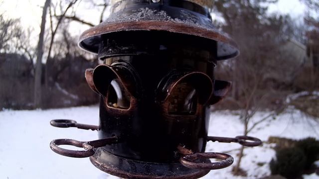 Ricky Bobby's Birdland - NON VR смотреть онлайн