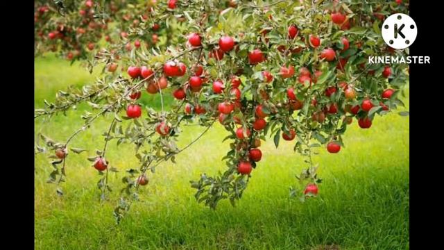 Apple fruit love apple смотреть онлайн
