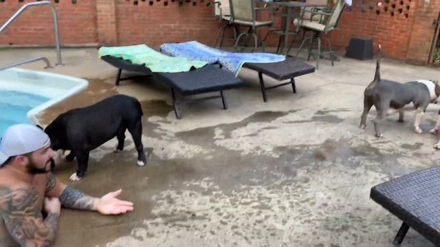Two of the most extreme pocket bullies alive take a dip in the pool смотреть онлайн