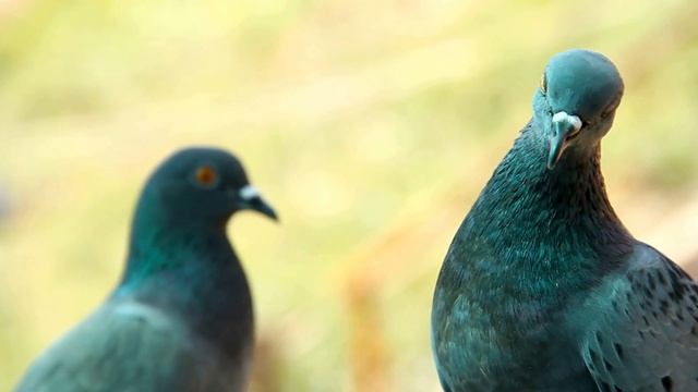 Poem | Open Window my Pigeon | abcd rhyme | Kids poem смотреть онлайн