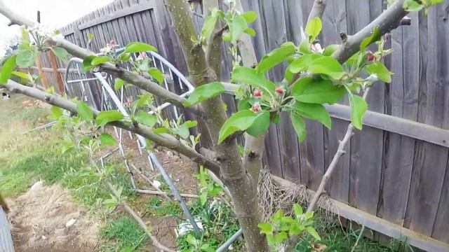 how to grow an apple tree смотреть онлайн