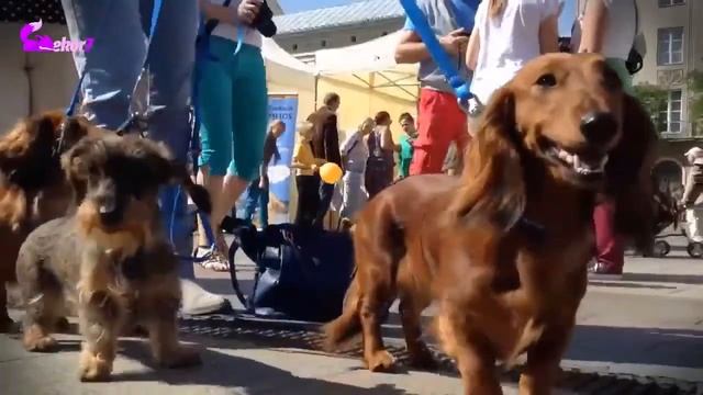PERAWATAN ANJING DACHSHUND ALIAS ANJING SOSIS смотреть онлайн