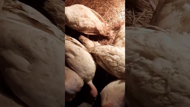 индюки хайбрид конвертер смотреть онлайн