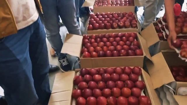 Early Red One सेब की बोली | Apple Market 2022 | Himalayan Farming | Live Update | Apple Market смотреть онлайн