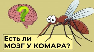 Есть ли МОЗГ у комара?