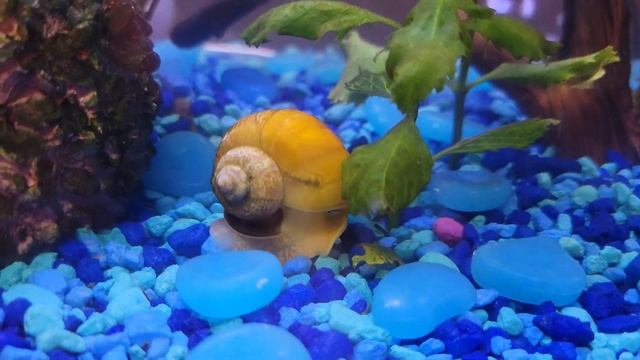 My surprisingly quick golden apple snail смотреть онлайн