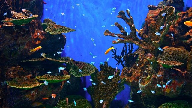 Best 4K HDR Aquarium - Perfect for relax Screensaver - Sequence 59 [1 Hour] смотреть онлайн