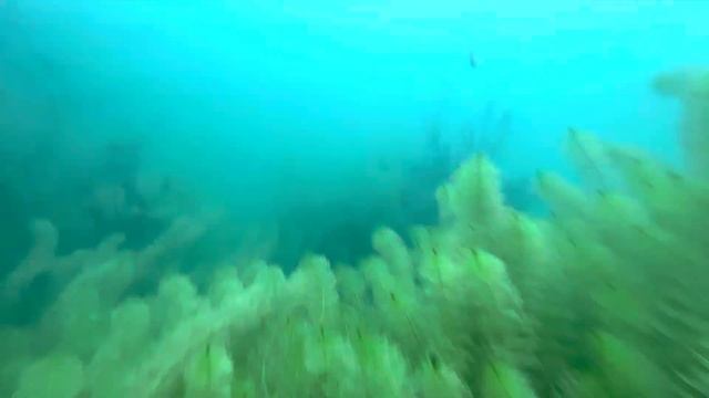 Підводне відеополювання на #iphone смотреть онлайн