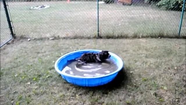 Paddington 3.5 months in pool after walk.wmv смотреть онлайн