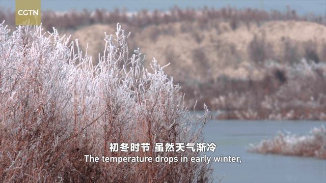 CGTN Nature: Yellow River Series | Episode 2: Guests from Afar смотреть онлайн