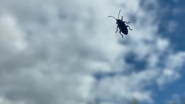 Insect on the window смотреть онлайн