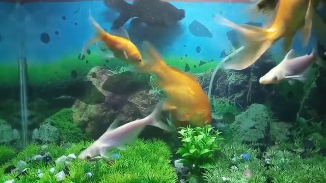 Fish Background HD, Fish Aquarium, pretty Fish, смотреть онлайн