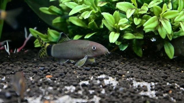 Splendid Loach - Yasuhikotakia Splendida Rare Freshwater Botia Loach Aquarium Fish Profile