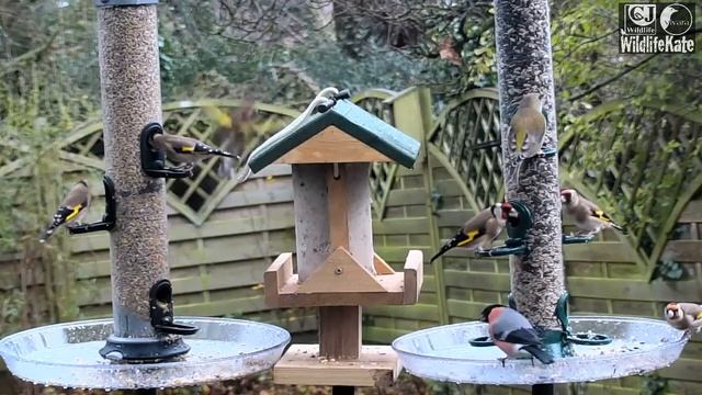 Pole Feeders Goldfinch Greenfinch Bullfinch смотреть онлайн