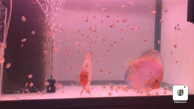 12.Dyskowce смотреть онлайн