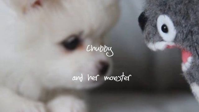 Chubby The Puppy Peek (8-second clip) смотреть онлайн