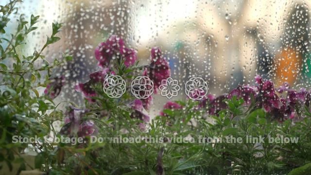 Rain outside window of summer café. Raindrops on window glass, blurring of natural light purple смотреть онлайн