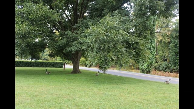 Still Shots of The Apple Barn 09 20 21 смотреть онлайн