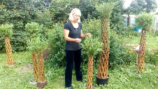 Уход за живыми плетеными деревьями - Часть 1