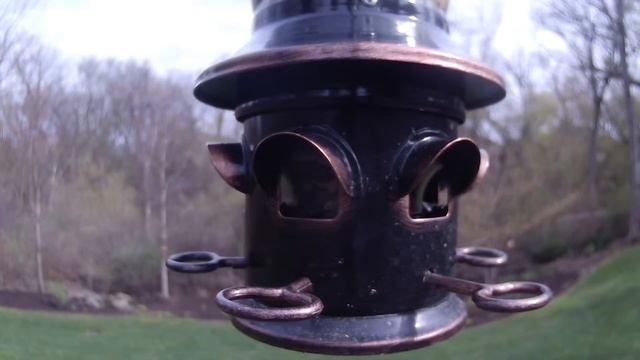 Ricky Bobby's Birdland - NON VR смотреть онлайн