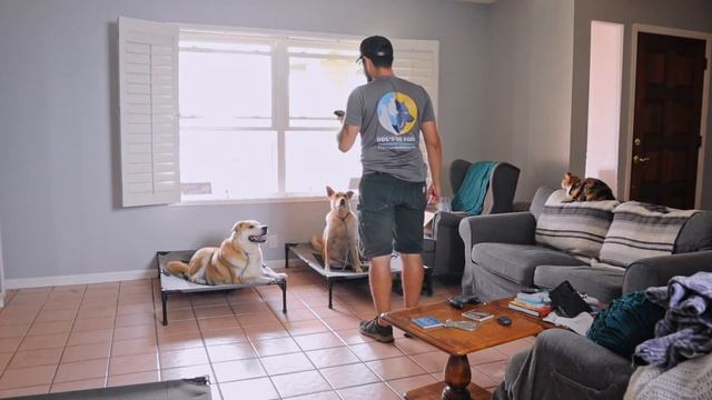 Practicing calm with Dewey & Leo - Dog's Eye View Training Sessions смотреть онлайн