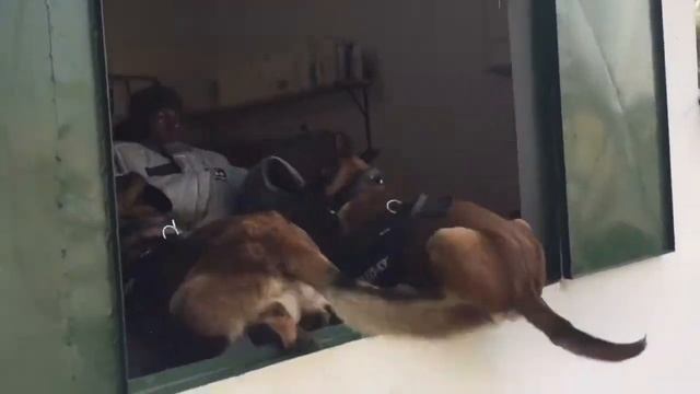 Tactical intervention, Malinois and high window :) смотреть онлайн