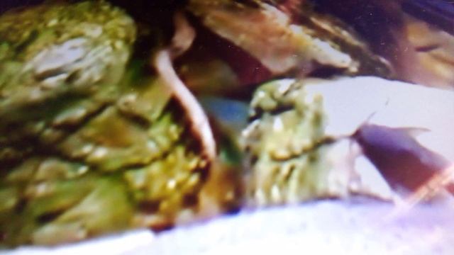 Московский зоопарк. Протоптер теугелса.