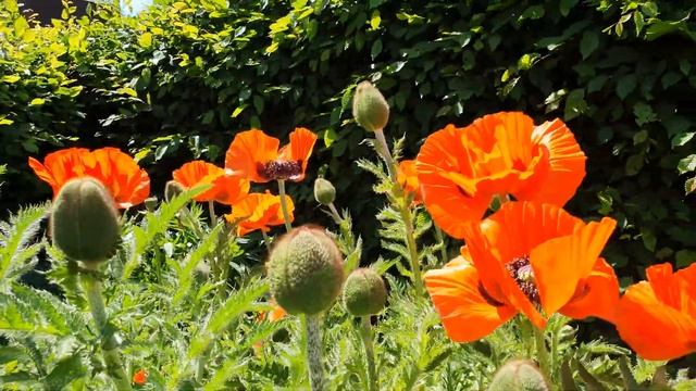 Много маков. Мак восточный на даче. Дачный участок в Германии. Самоизоляция. 4K 3840x2160 видео смотреть онлайн