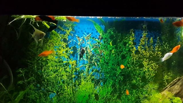 Neon tetra and platty community aquarium смотреть онлайн