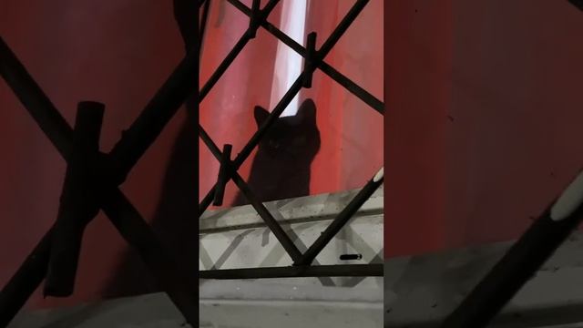 cat in window (it’s cold outside) смотреть онлайн