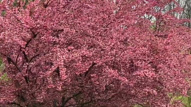 Flowering crab apple tree смотреть онлайн