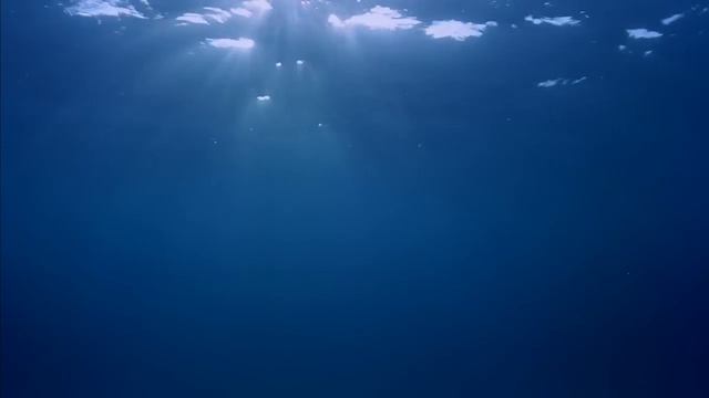 Underwater Windows 7 Background (Dreamscene) смотреть онлайн