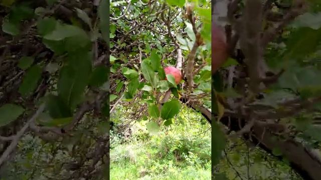 Beautiful Green Trees And Red Red Apples