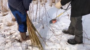 Русская ива. Резка Американки и Корзиночной на плантации