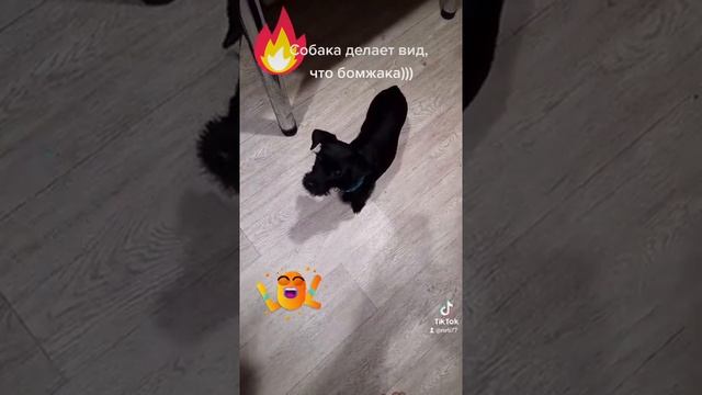 Ягдтерьер попрошайка... смотреть онлайн