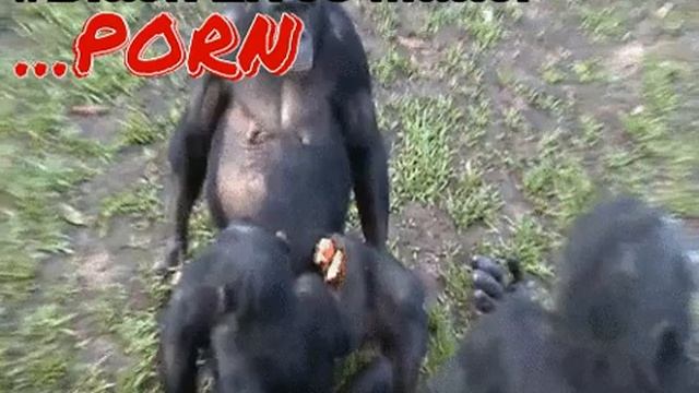 #BLM Hardcore смотреть онлайн
