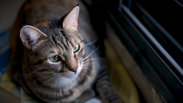 cute cats 🐱 see outside windows 😻#short смотреть онлайн