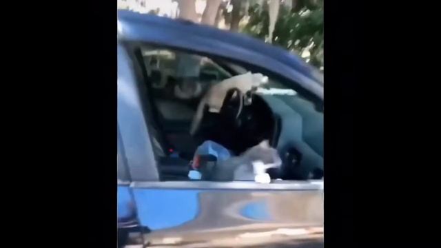Consequences of leaving your car window open смотреть онлайн