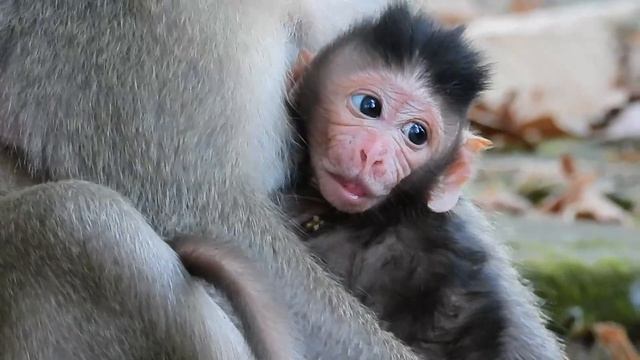 [ 13/1/22 #42 ] 1 Day After Birth Of Baby Priston смотреть онлайн