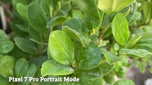 Google Pixel 7 Pro VS iPhone 13 Pro Camera Comparison смотреть онлайн