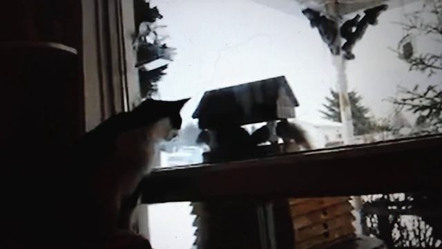 Funny Cat goes crazy trying to get at Gray Squirrel through window смотреть онлайн